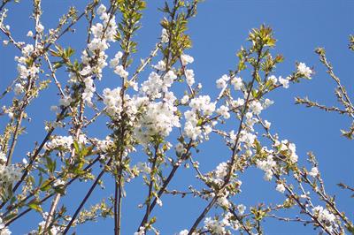 Prunus Avium - گيلاس
